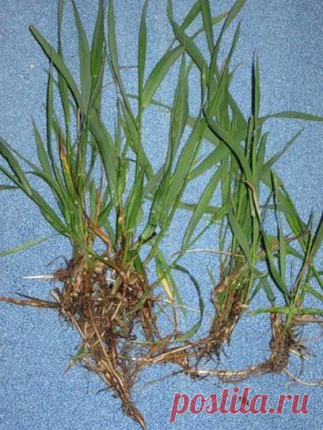 КОРНИ - ПЫРЕЙ, ОДУВАНЧИК, ЛОПУХ. Никакие сорняки выбрасывать нельзя!  Не хотите ничем болеть — накопайте себе три корня... Издательство «Родович»  - Мой Мир@Mail.ru КОРНИ - ПЫРЕЙ, ОДУВАНЧИК, ЛОПУХ. Никакие сорняки выбрасывать нельзя!  Не хотите ничем болеть — накопайте себе три корня...  Издательство «Родович»  в социальной сети Мой Мир