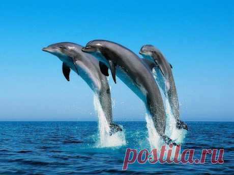 (99) Одноклассники