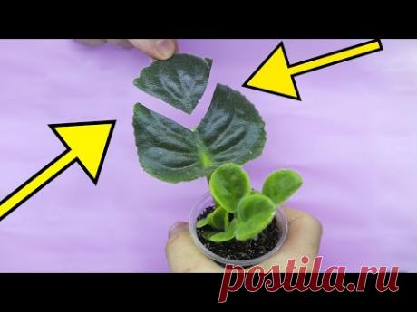 5 СПОСОБОВ БЫСТРОГО ПОЯВЛЕНИЯ ДЕТОК ФИАЛКИ   КРАТКО И ПОНЯТНО