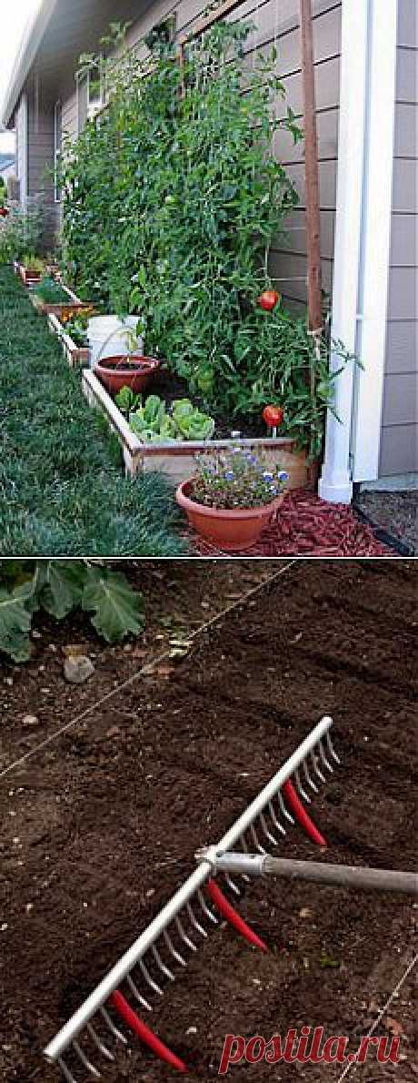 Sophia Tara приколол(а) это к доске Grow Your Own Food