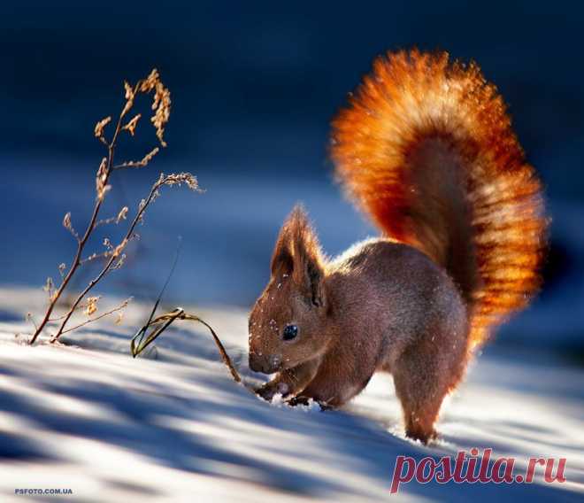 35PHOTO - Полюшко Сергей - В лучах зимнего солнца