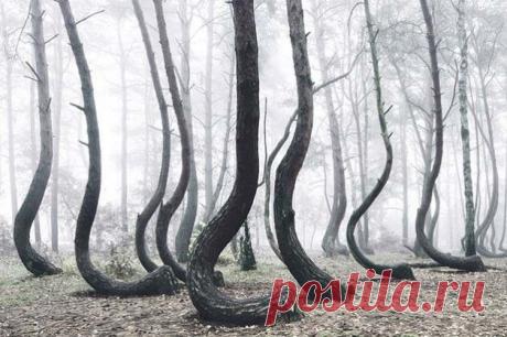 Загадка &quot;Кривого леса&quot; - FocusDay