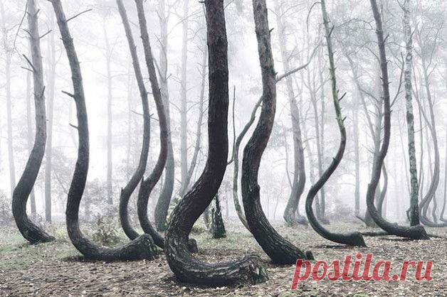 Загадка "Кривого леса" - FocusDay