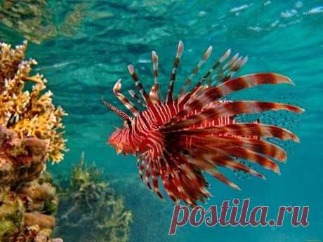 Морские обитатели Бора Бора и Муреа. Marine life Bora Bora and Moorea.