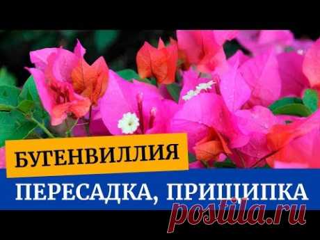 Пересадка бугенвиллии, прищипка бугенвиллии. Как можно формировать бугенвиллию