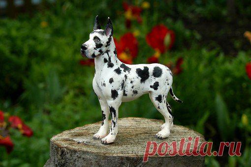 Светлана Гиль