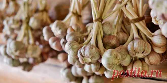 Как сохранить чеснок до весны в квартире