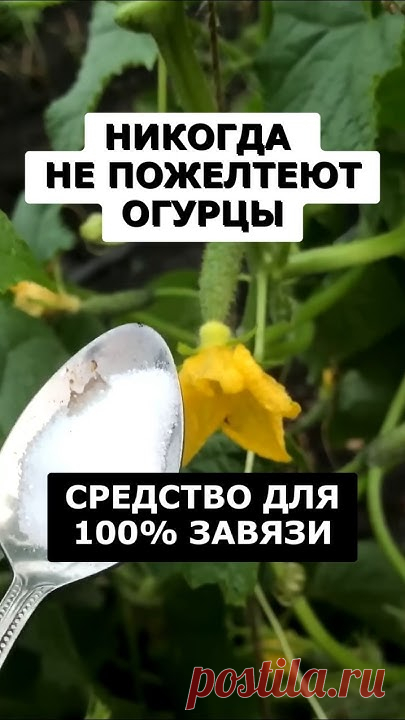 Огурцы никогда не желтеют и не опадают завязи после простого средства #огород #сад #дача #урожай