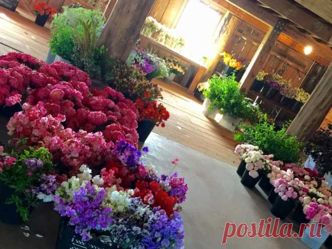 (33) Юкико Miyai