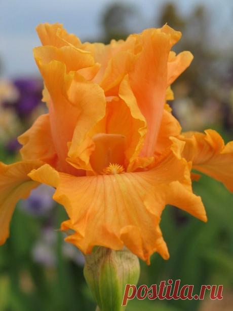 TB Iris 'Mango Entrée' (Blyth)  |  Pinterest: инструмент для поиска и хранения интересных идей