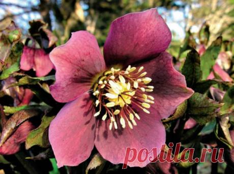 Морозник – первый символ весны | Цветы в саду (Усадьба)