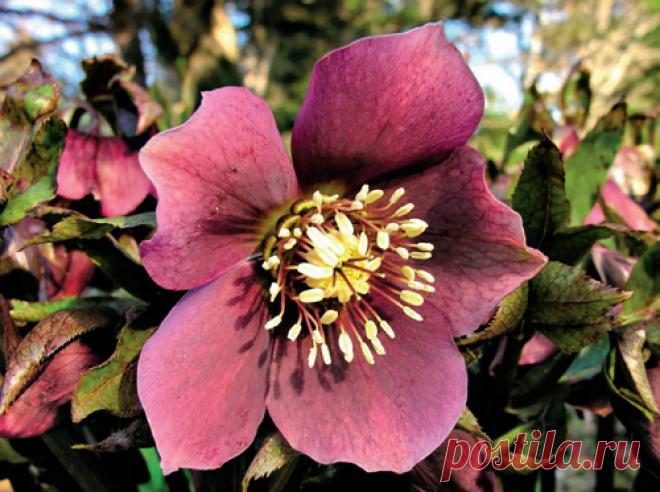 Морозник – первый символ весны | Цветы в саду (Усадьба)