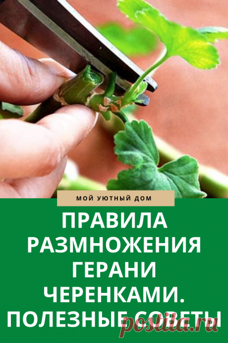 Советы как правильно размножать герань черенками