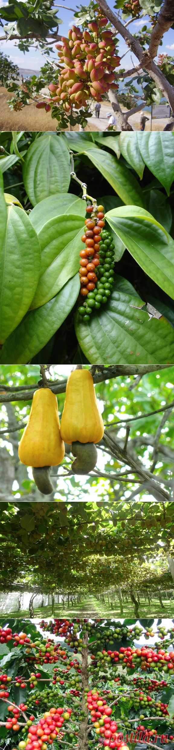 (42) Одноклассники