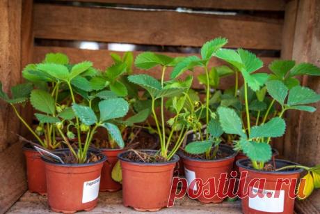 10 способов применения хозяйственного мыла в саду и огороде | Полезно (Огород.ru)