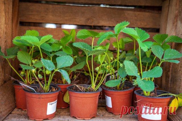 10 способов применения хозяйственного мыла в саду и огороде | Полезно (Огород.ru)