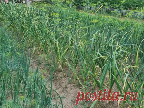 Почему чеснок сажают именно в сентябре: расчет сроков для крупных головок. Посадка в слишком ранние сроки опасна преждевременным прорастанием пера.