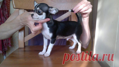 ПРОДАЕТСЯ ЩЕНОК ЧИХУАХУА,ПОДРОЩЕНЫЙ МАЛЬЧИК,Г/Ш,РОД.25.04.13,РКФ,КЛЕЙМО,ПРИВИВКИ,ЧИП, ГОТОВ К ПЕРЕЕЗДУ В НОВЫЙ ДОМ,ОЧЕНЬ ЛАСКОВЫЙ И НЕЖНЫЙ МАЛЫШ!