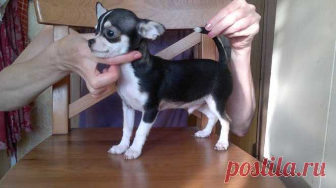 ПРОДАЕТСЯ ЩЕНОК ЧИХУАХУА,ПОДРОЩЕНЫЙ МАЛЬЧИК,Г/Ш,РОД.25.04.13,РКФ,КЛЕЙМО,ПРИВИВКИ,ЧИП, ГОТОВ К ПЕРЕЕЗДУ В НОВЫЙ ДОМ,ОЧЕНЬ ЛАСКОВЫЙ И НЕЖНЫЙ МАЛЫШ!