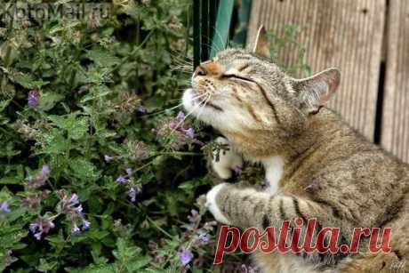 Это кошачья мята? | KotoMail.ru