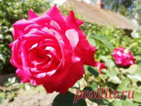 Конец июня – важнейшее время для роз! Сделайте это со слепыми побегами – будут цвести до сентября. Обычно к концу июня розы превращаются в зеленые кусты без намека на новые бутоны. 