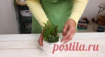 Зимнее черенкование хвойных. Мастер-класс с фото на Supersadovnik.ru