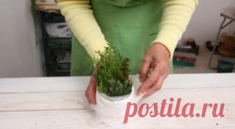 Зимнее черенкование хвойных. Мастер-класс с фото на Supersadovnik.ru