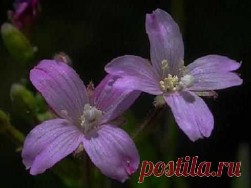 >> Кипрей узколистный (трава) – полезные свойства и применение, Чай из кипрея, мед из кипрея. Кипрей горный, волосистый, мелкоцветковый