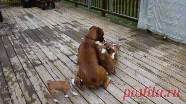 Папа может всё, что угодно, только мамой не может быть. Одноклассники