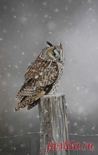 Brad Sherk - Photos of The Owl Pages