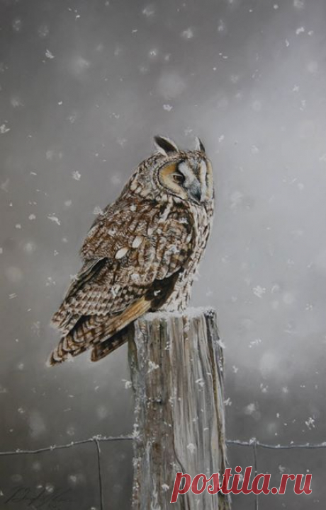 Brad Sherk - Photos of The Owl Pages