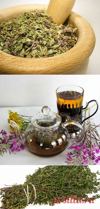 Свойства тимьяна, его применение и проблемы при выращивании | Дача - впрок