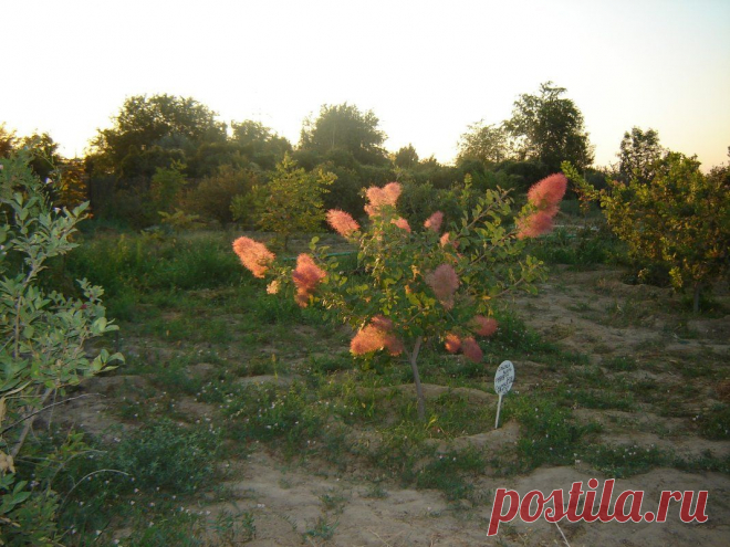 Фонарики