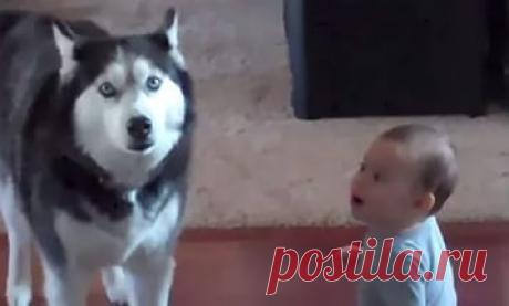 Мама застукала хаски и малыша за разговором. Мама застукала хаски и малыша за разговором. 
 
 

 
Дети, до того, как научатся говорить, могут общаться с нами, взрослыми, лишь невербально. Мимика, жесты и звуки — вот и все их инструменты коммуник…