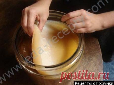 Как вырастить чайный гриб