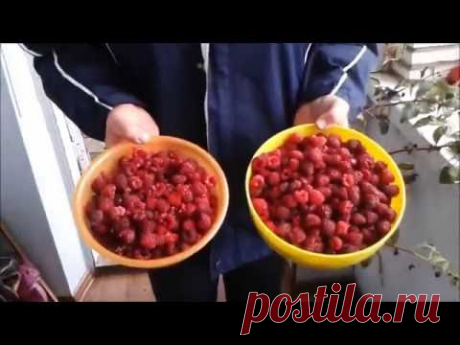 Ремонтантная малина  бриллиантовая