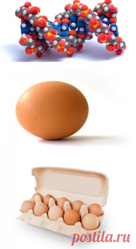 Сколько белка в яйце
