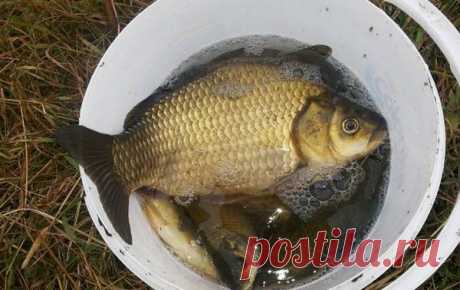 Забавный дедовский способ ловить рыбу ночью: дешевле и проще некуда Реально чем дальше в лес, тем больше шишек... Я о том, что, если копнуть поглубже старую жизнь наших отцов и дедов, а в частности их увлечения - рыбалку, то моно найти различный, любопытные и забавные способы ловли рыбы...