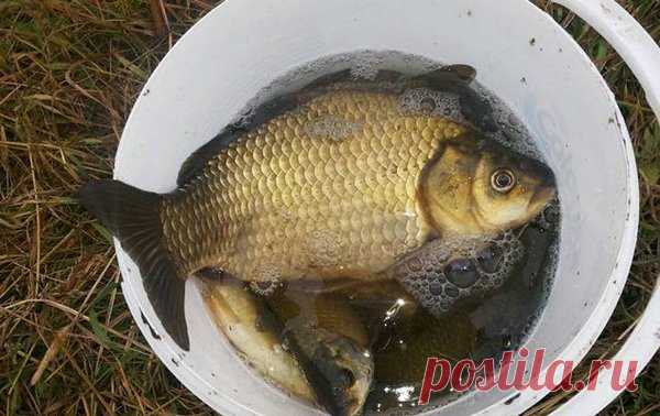 Забавный дедовский способ ловить рыбу ночью: дешевле и проще некуда Реально чем дальше в лес, тем больше шишек... Я о том, что, если копнуть поглубже старую жизнь наших отцов и дедов, а в частности их увлечения - рыбалку, то моно найти различный, любопытные и забавные способы ловли рыбы...