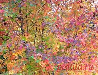Monet