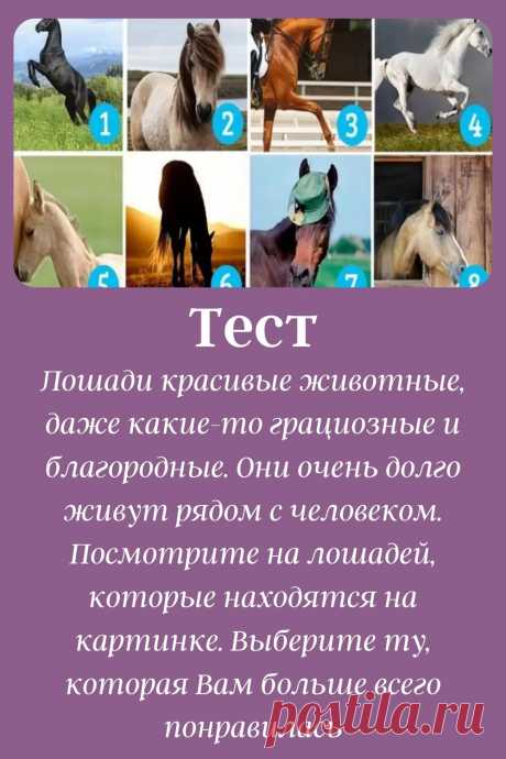 Лошади красивые животные, даже какие-то грациозные и благородные. Они очень долго живут рядом с человеком.
Посмотрите на лошадей, которые находятся на картинке. Выберите ту, которая Вам больше всего понравилась.