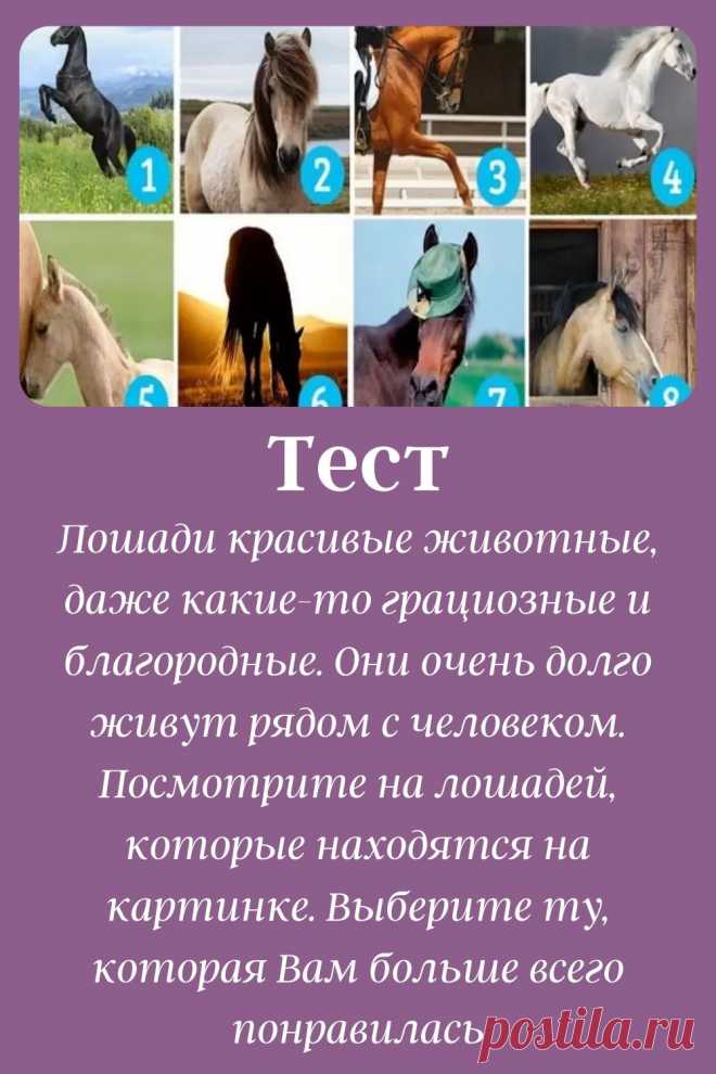 Лошади красивые животные, даже какие-то грациозные и благородные. Они очень долго живут рядом с человеком.
Посмотрите на лошадей, которые находятся на картинке. Выберите ту, которая Вам больше всего понравилась.