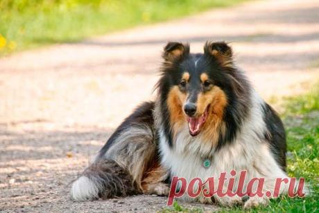 Кинологи назвали породу собак с выдающимся интеллектом Кинологи провели исследование, чтобы определить породы собак с выдающимися умственными способностями. В ходе эксперимента, проводимого специалистами, четвероногим участникам предлагалось запомнить названия различных игрушек. Это задание успешно выполнили лишь 17% испытуемых, но одна...