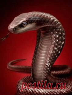 (2994) Pinterest