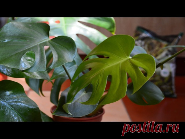 Екатерина Снытко
