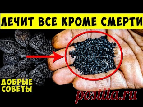 Что творит Чёрный Тмин - Король всех растений: Вылечит Даже...