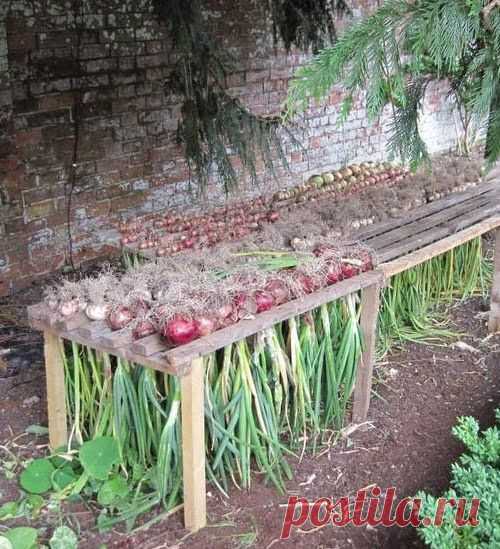 Как Заготавливают и Cure Лук #vegetable_gardening | My-FavThings | Bloglovin'