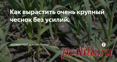 Как вырастить очень крупный чеснок без усилий. Эту особенность выращивания чеснока я обнаружил совершенно случайно.
Осенью мне надо было поднять уровень земли на одном участке у дома.
Там до этого росли чеснок и клубника.
Мы засыпали примерно 30 сантиметров.
