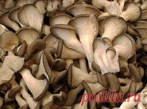 (+1) тема - Выращивание вешенки | ОГОРОД БЕЗ ХЛОПОТ