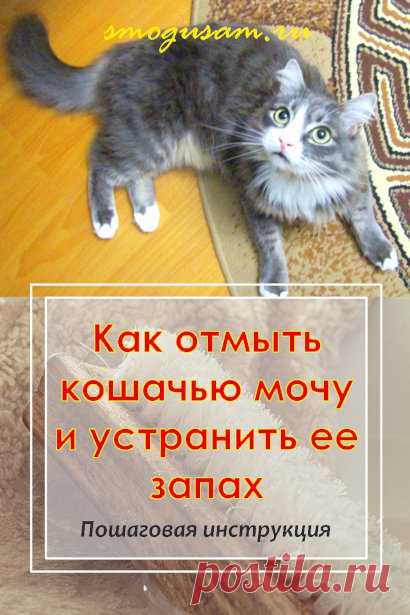 Как отмыть кошачью мочу и устранить ее запах